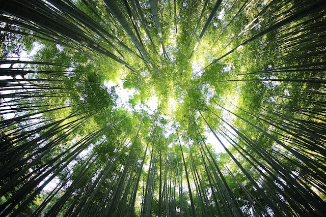 Nature and Well-being: The Healing Power of the Outdoors